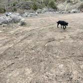 Review photo of Deschutes River Overlook Dispersed Camping by Sarah J., March 3, 2022