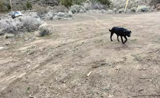 Sarah J.'s photo of camping with pets at Deschutes River Overlook Dispersed Camping near Madras, OR