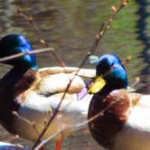 Review photo of Fawn Lake Campground by Jennifer B., February 21, 2021