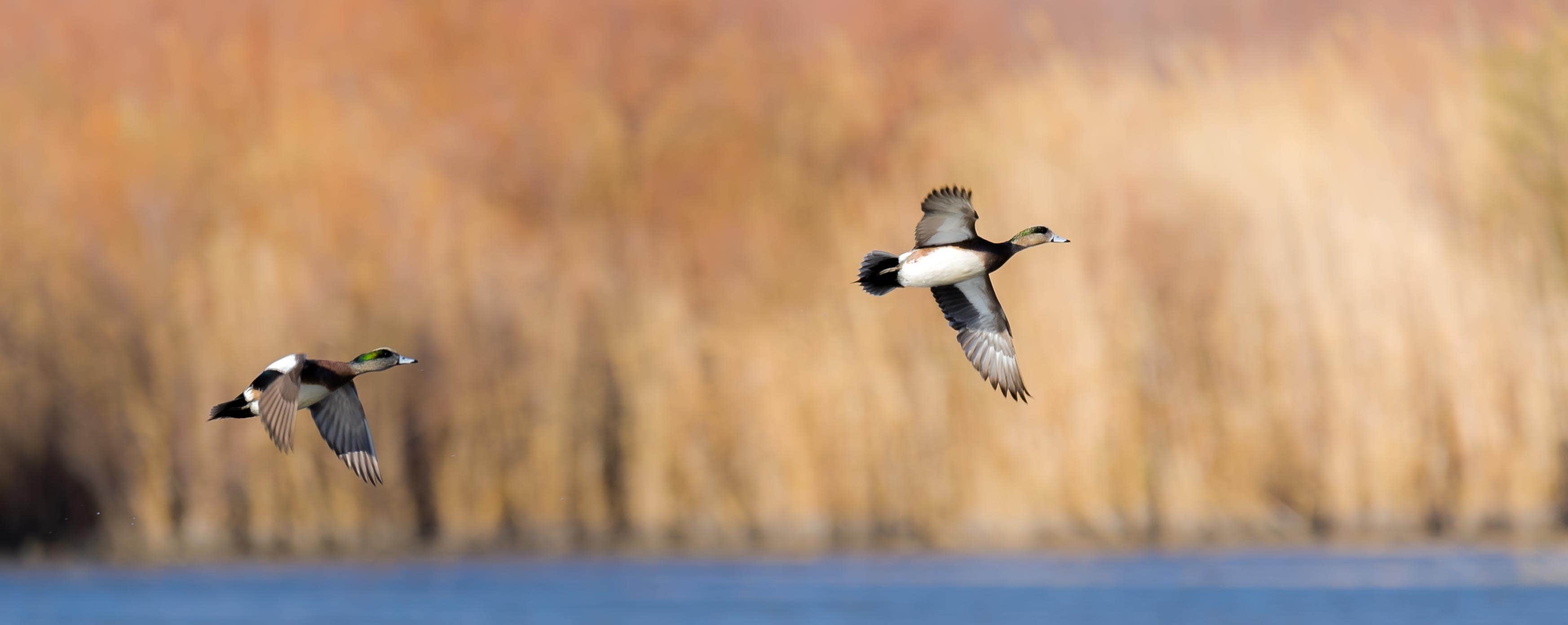 Camper-submitted photo at Overton Wildlife Management Area near Overton, NV