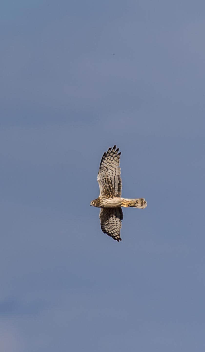 Camper-submitted photo at Overton Wildlife Management Area near Overton, NV