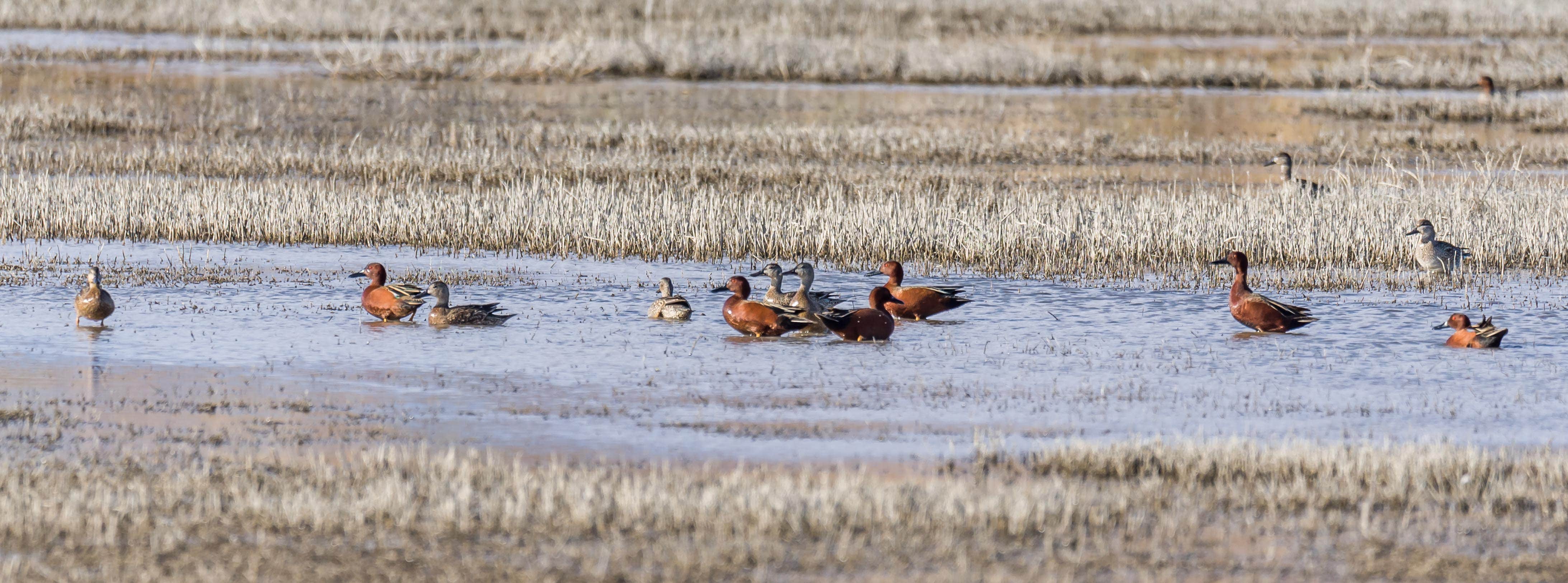 Camper-submitted photo at Overton Wildlife Management Area near Overton, NV