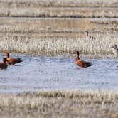 Review photo of Overton Wildlife Management Area by Andre S., March 5, 2022