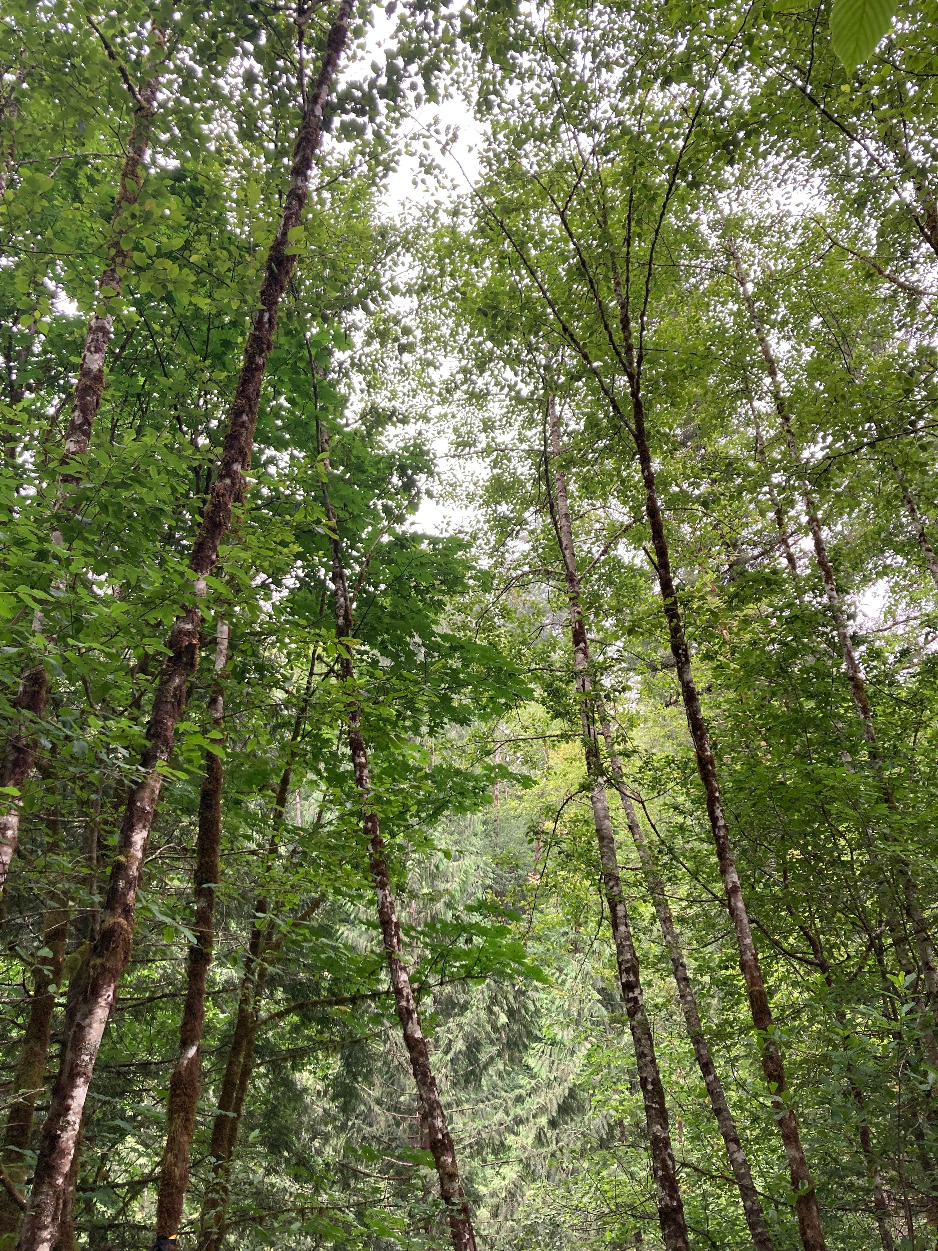 Camper-submitted photo at Naked Falls near Corbett, OR