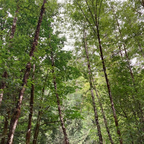 Naked Falls Camping | North Bonneville, Washington