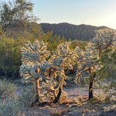 Review photo of Cactus Forest Dispersed by Ali B., March 6, 2022