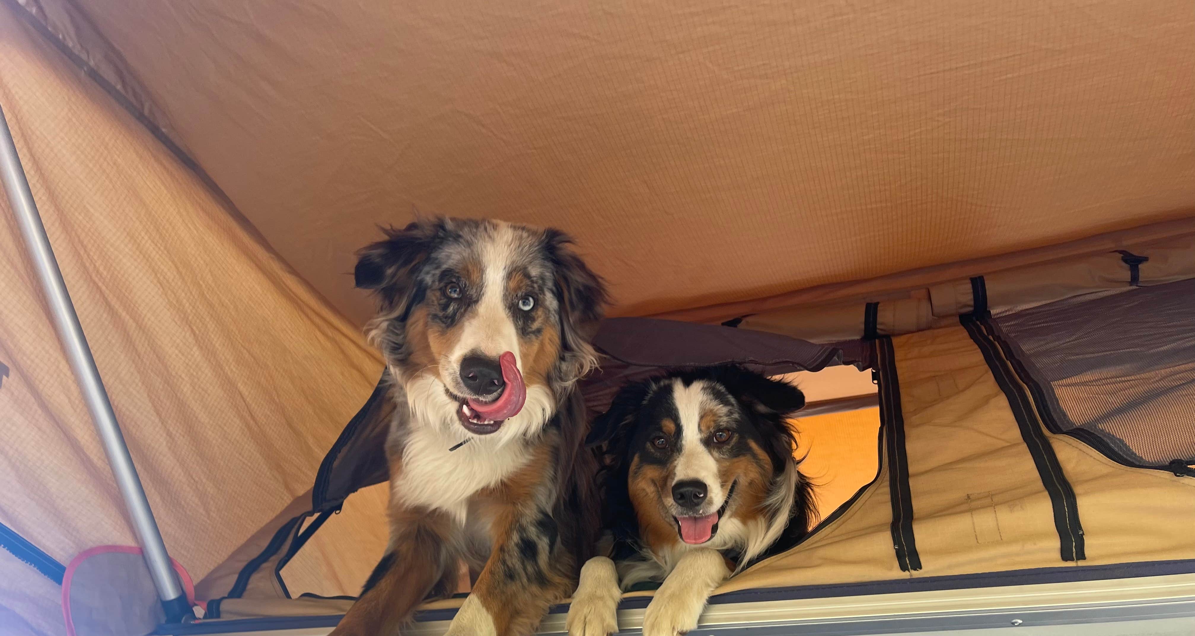 Ali B.'s photo of camping with pets at Cactus Forest Dispersed near Picacho, AZ