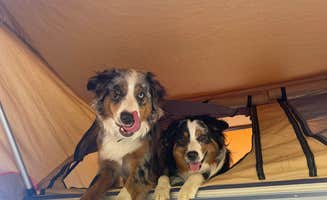 Ali B.'s photo of camping with pets at Cactus Forest Dispersed near Catalina, AZ