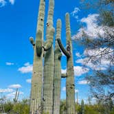 Review photo of Cactus Forest Dispersed by Ali B., March 6, 2022