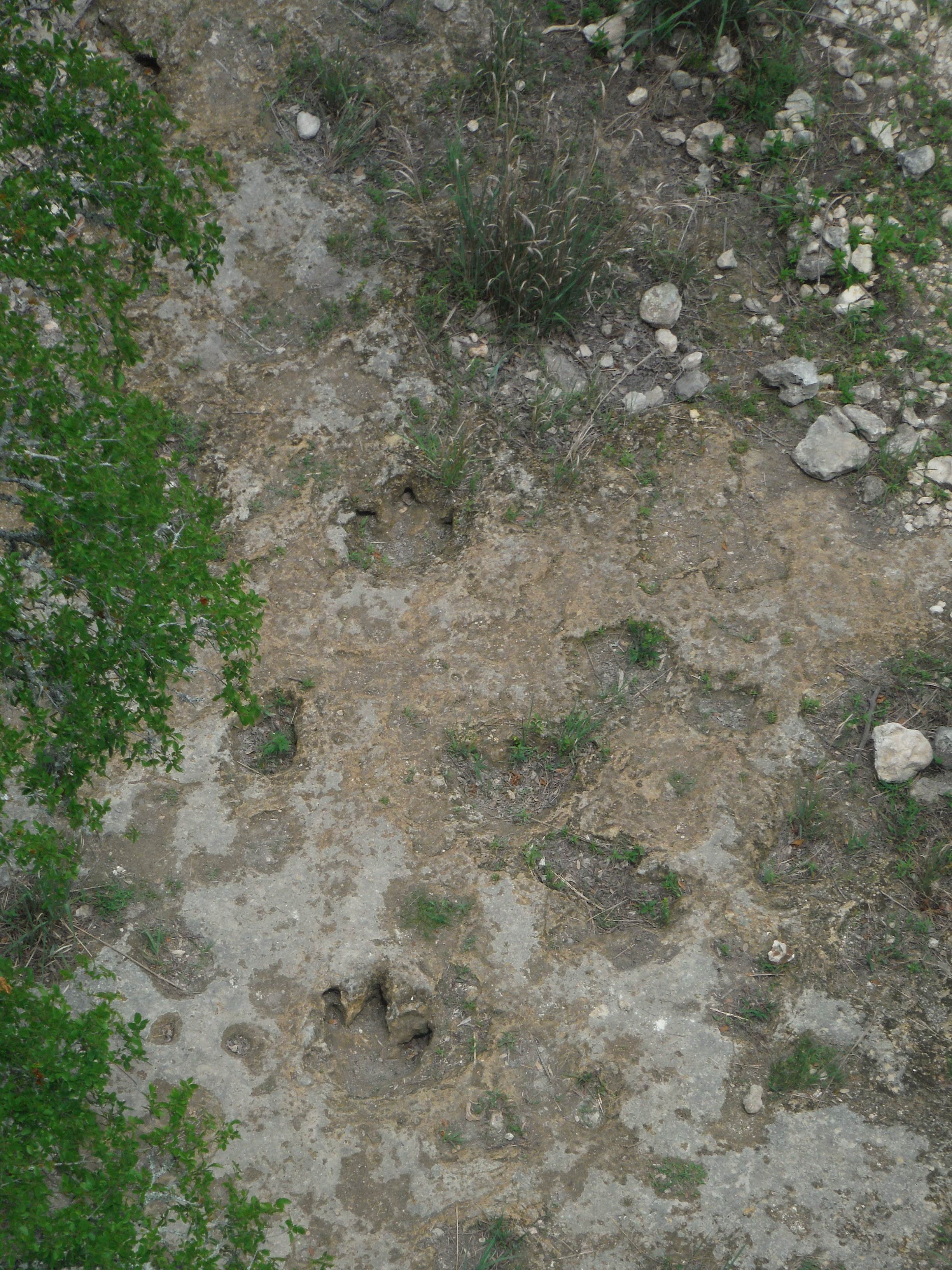 Camper submitted image from Government Canyon State Natural Area - 3