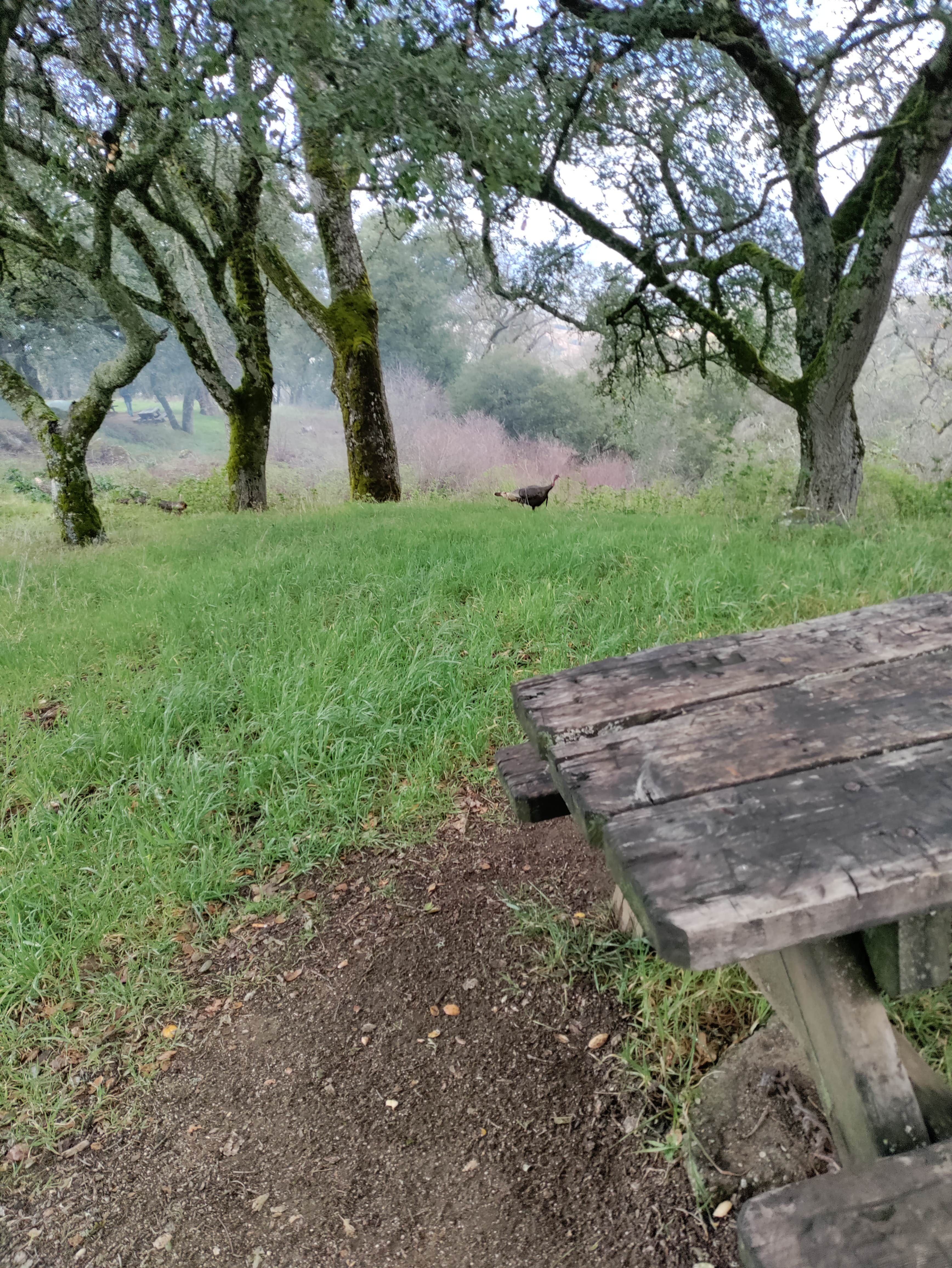 Camper-submitted photo at Oak Point Campground — Fremont Peak State Park near Paicines, CA