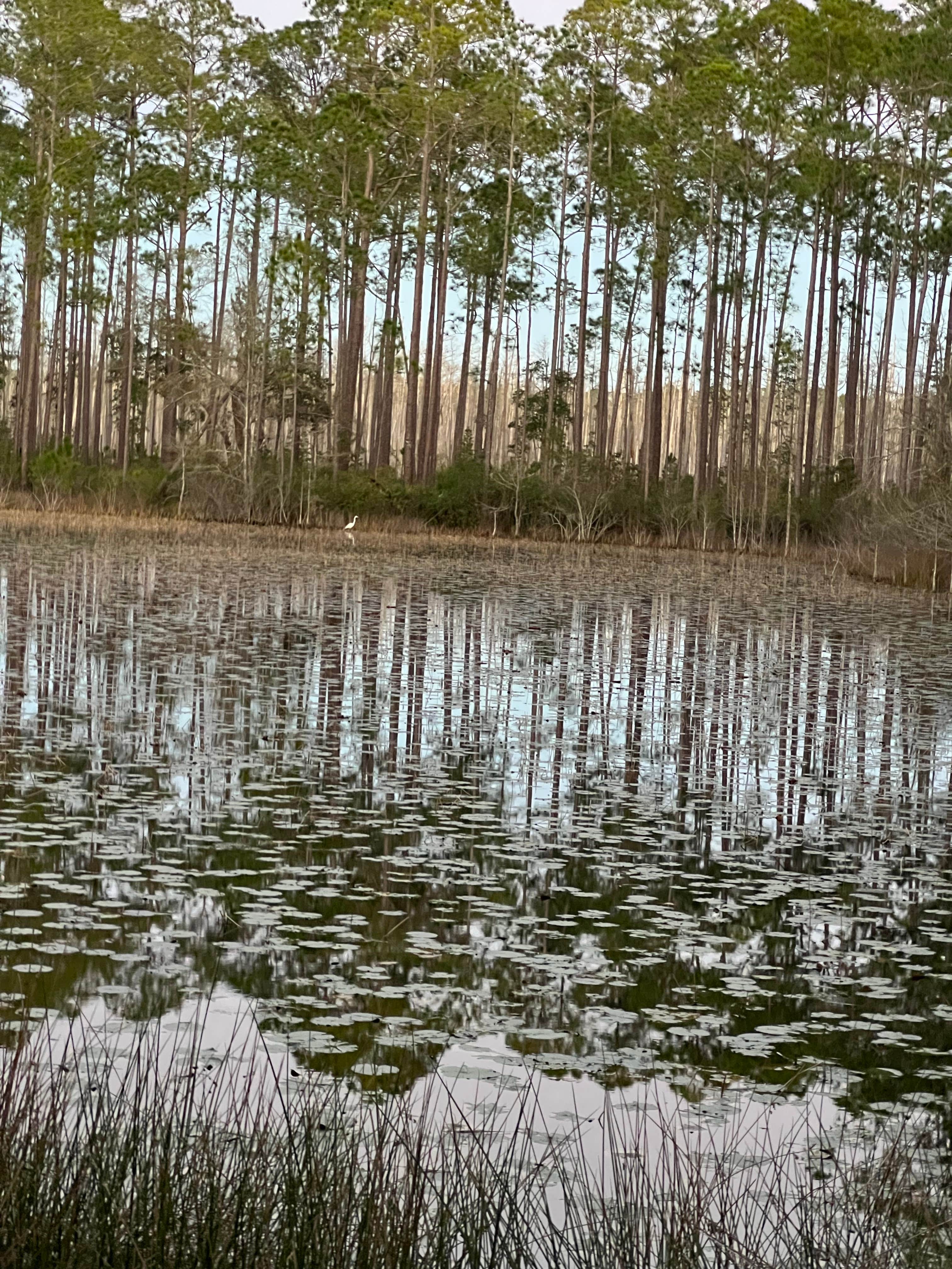 Camper-submitted photo at 17 Mile Hunt Camp near Olustee, FL
