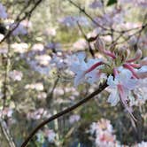 Review photo of Reed Bingham State Park Campground by Timothy B., March 7, 2022