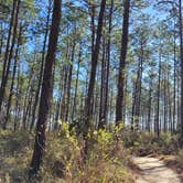 Review photo of Reed Bingham State Park Campground by Timothy B., March 7, 2022