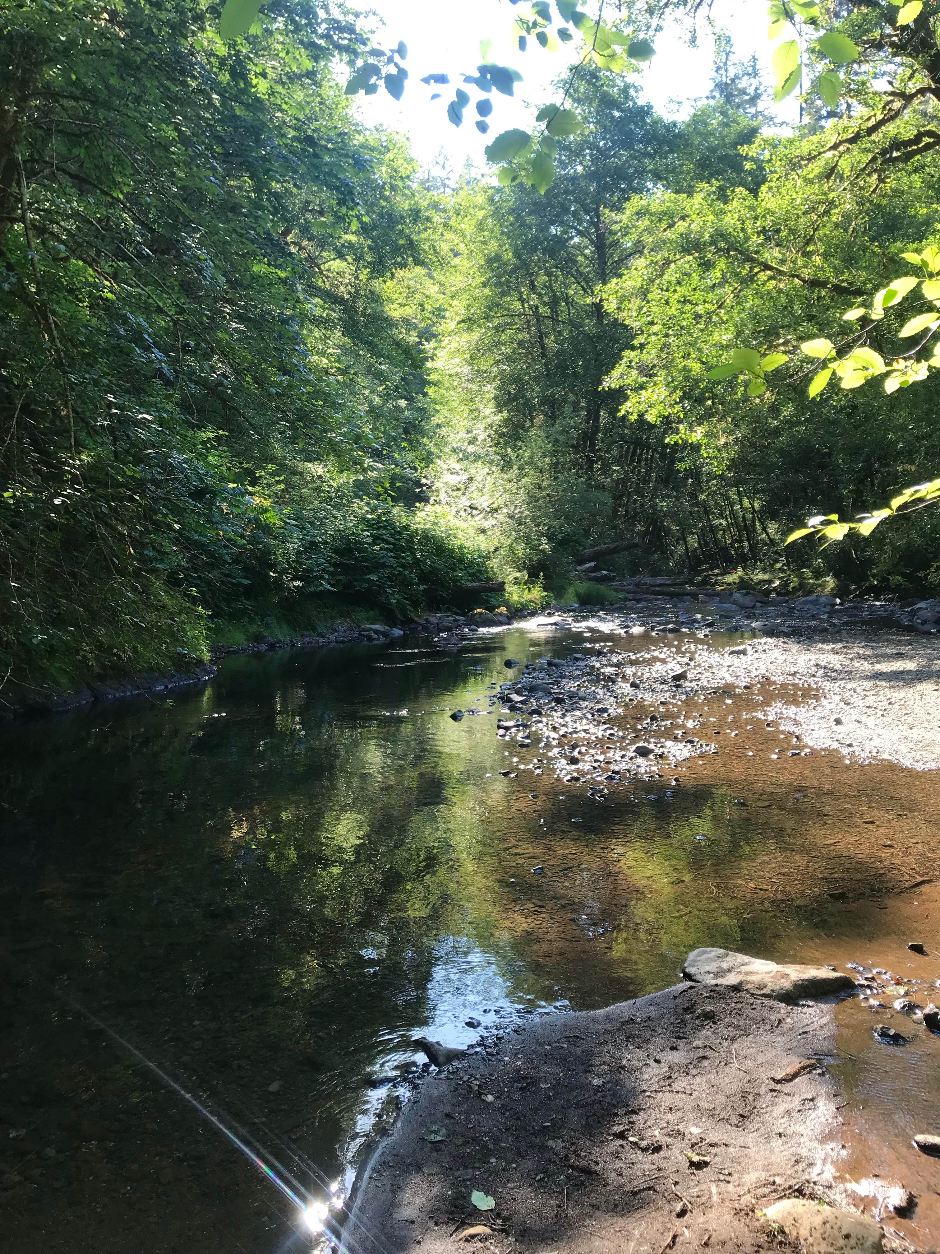 Camper submitted image from Alder Glen Recreation Site - 4