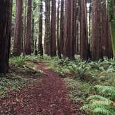 Review photo of Gualala Point Regional Park by Chenowa , March 8, 2022