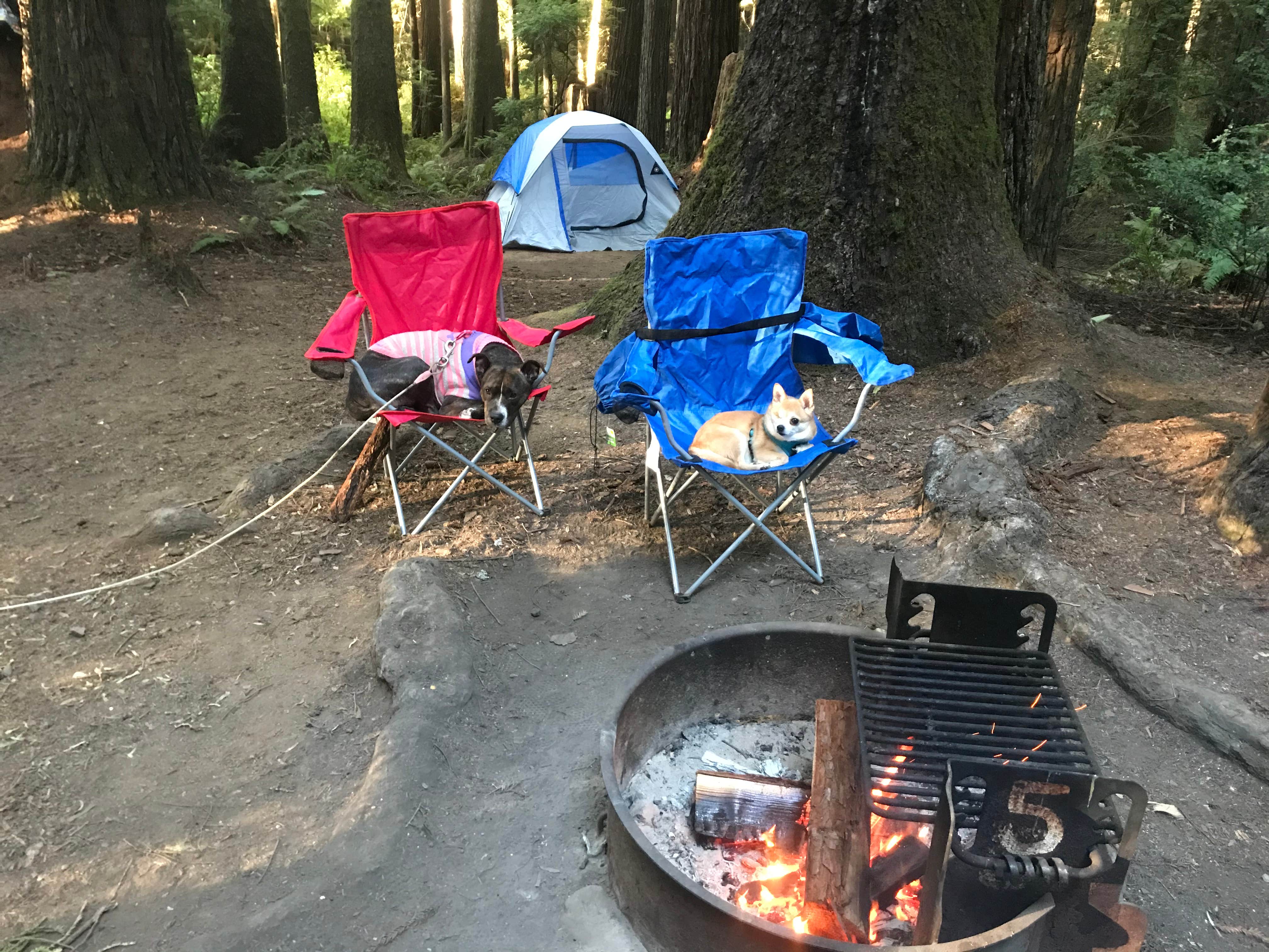 Chenowa's photo at Florence Keller Regional Park near Crescent City, CA