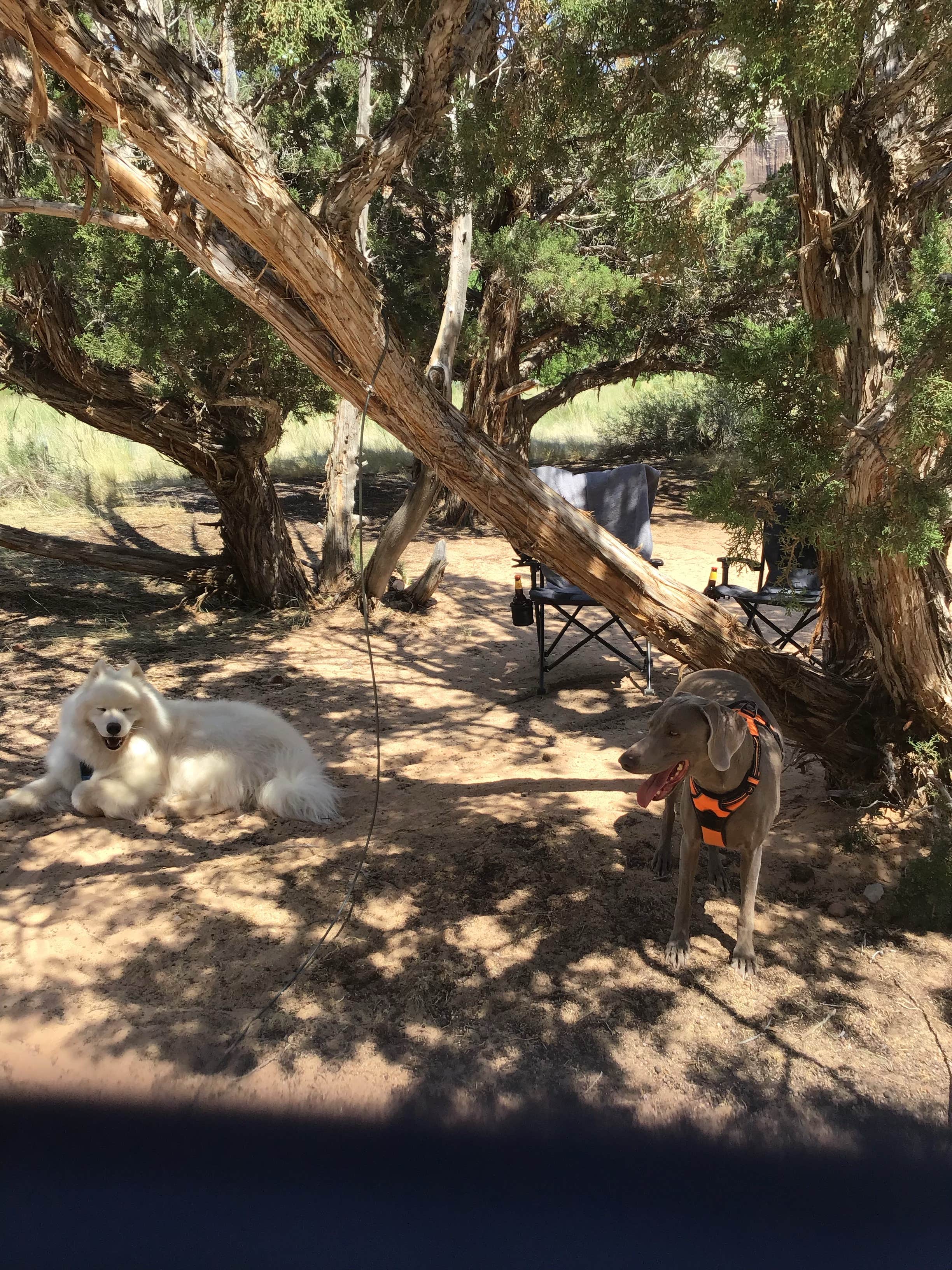 Bryan P.'s photo of camping with pets at Echo Park Campground Group Site — Dinosaur National Monument near Dinosaur National Monument