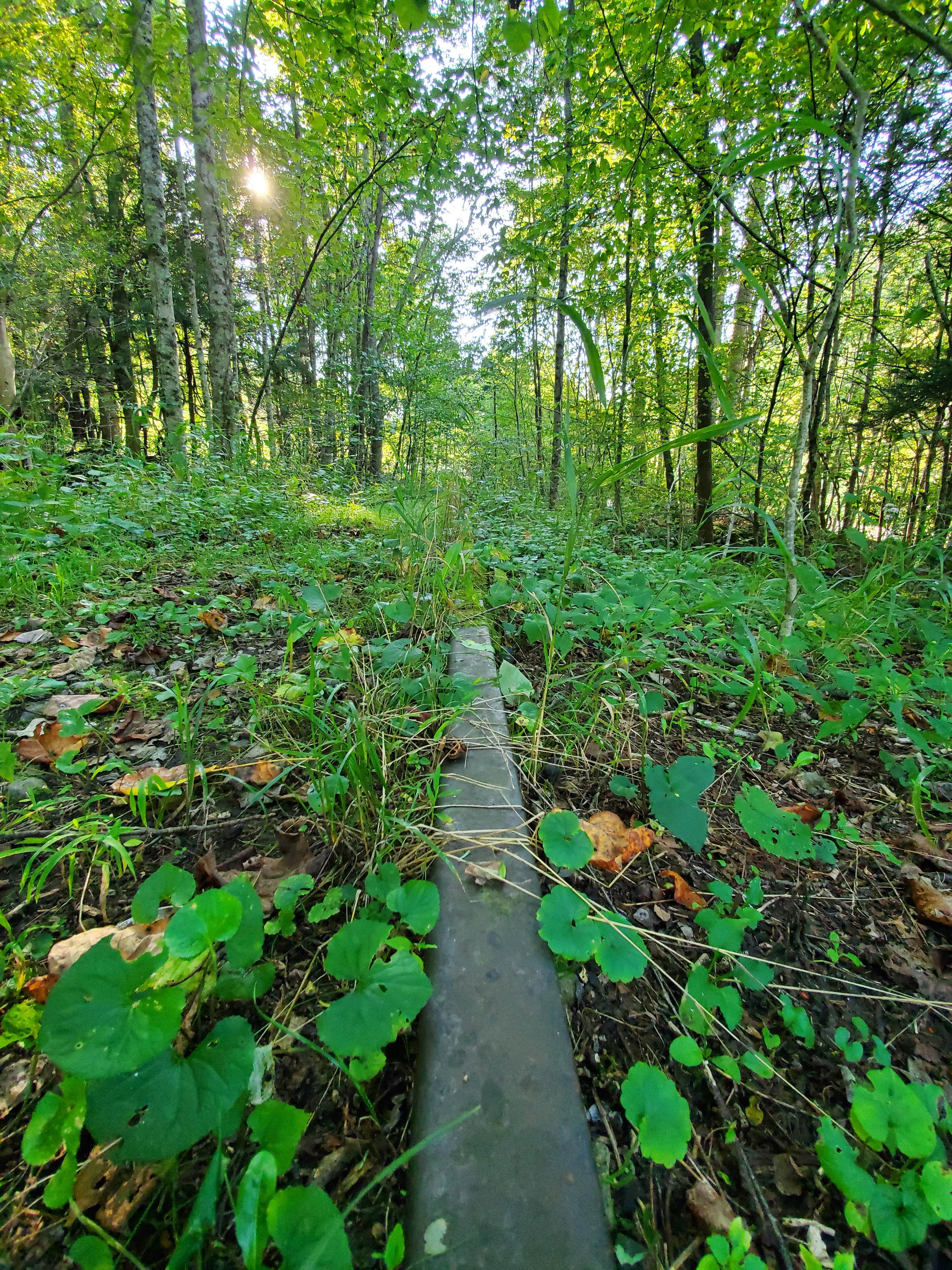 Camper-submitted photo at Elk River Dispersed camping near Craigsville, WV