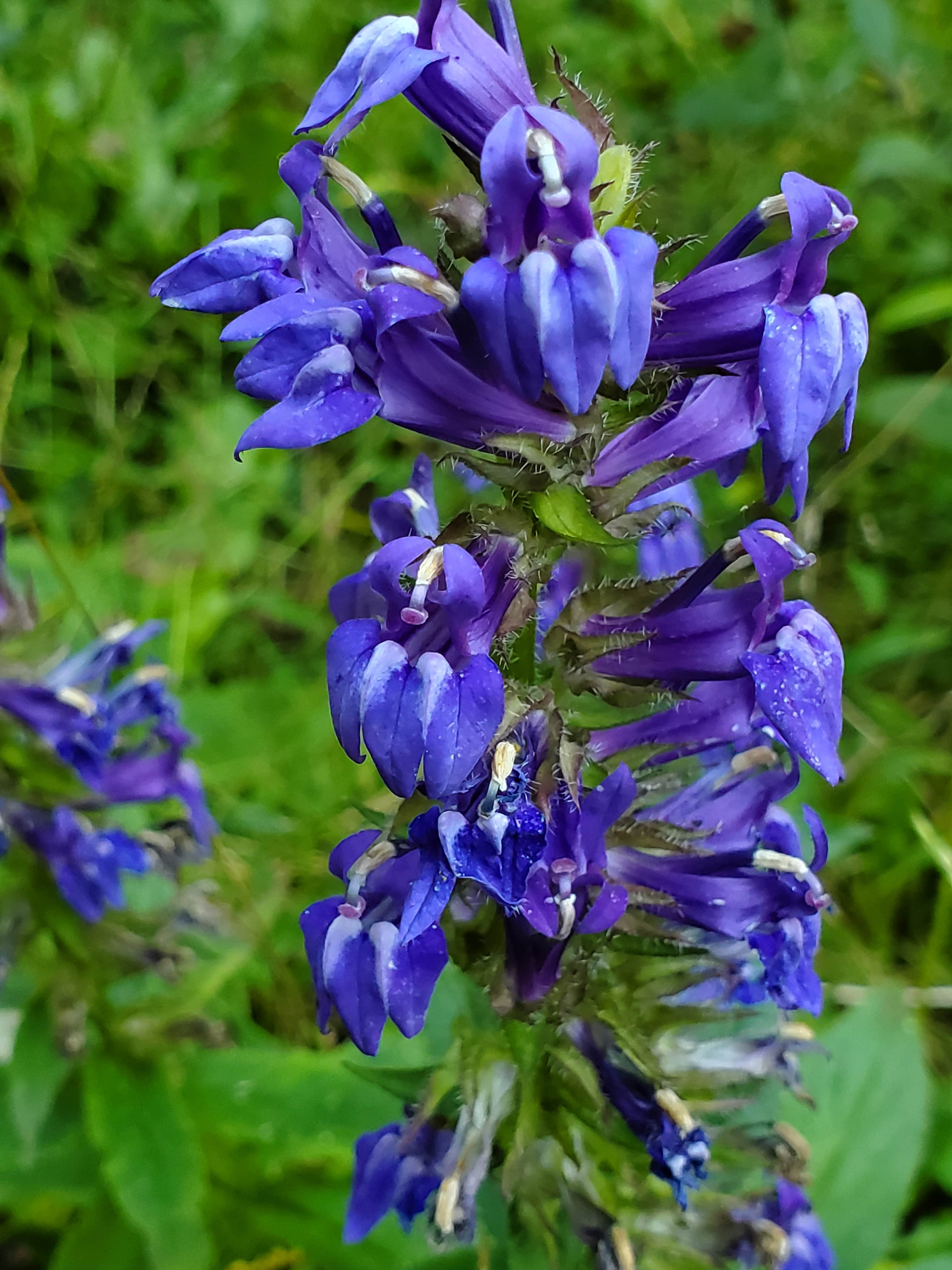 Camper-submitted photo at Elk River Dispersed camping near Craigsville, WV