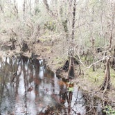 Review photo of Green Swamp — East Tract by Skooma M., March 11, 2022
