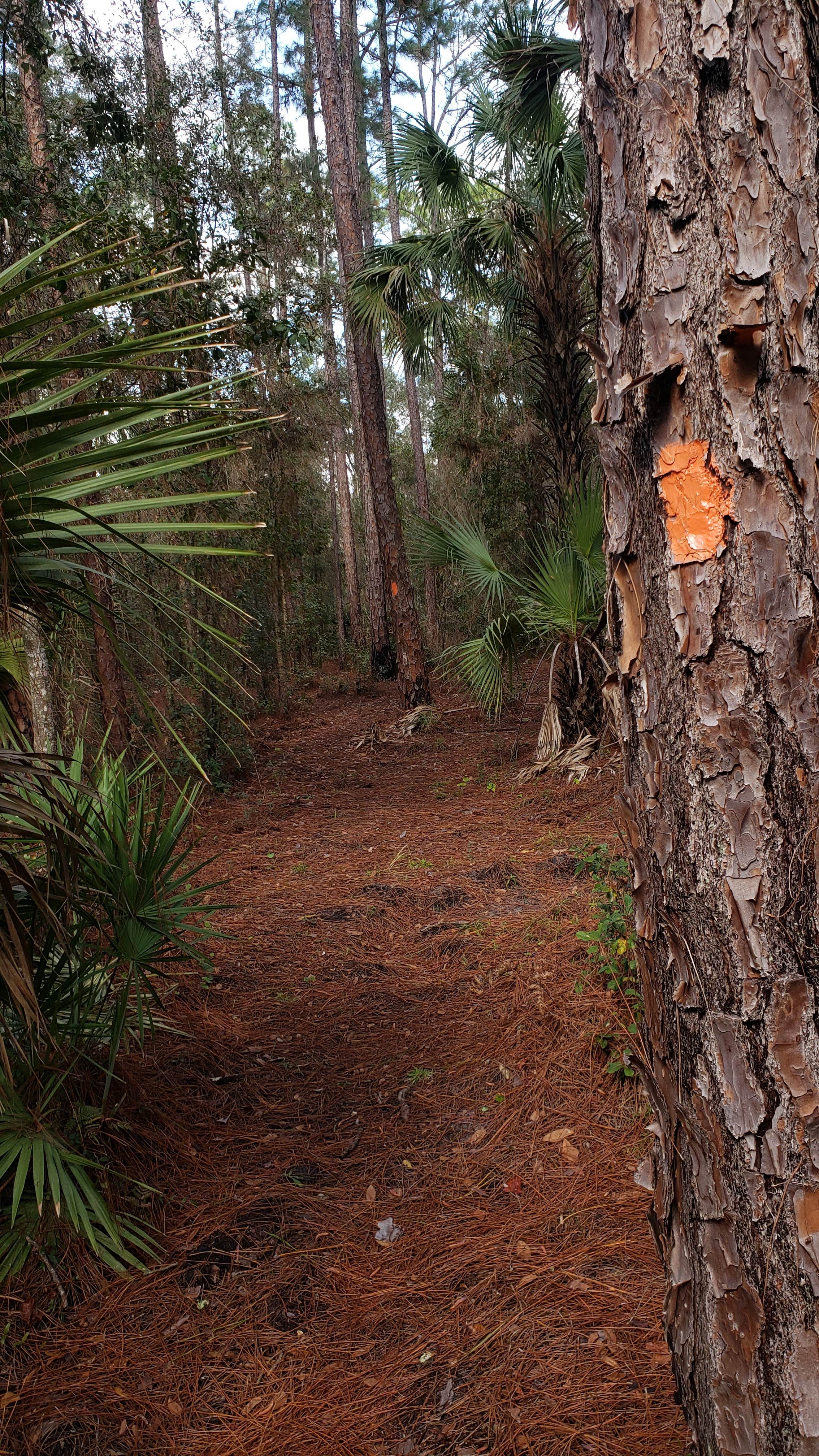 Camper-submitted photo at Green Swamp — East Tract near Groveland, FL