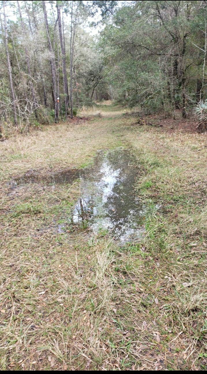 Camper-submitted photo at Green Swamp — East Tract near Groveland, FL