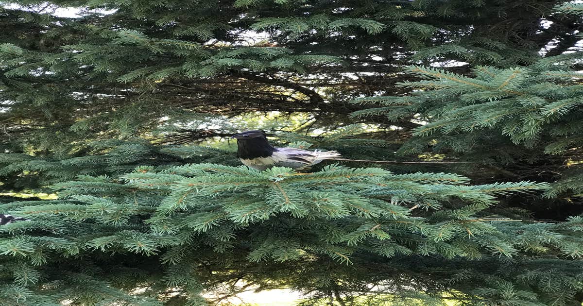 McGivern Park Campground