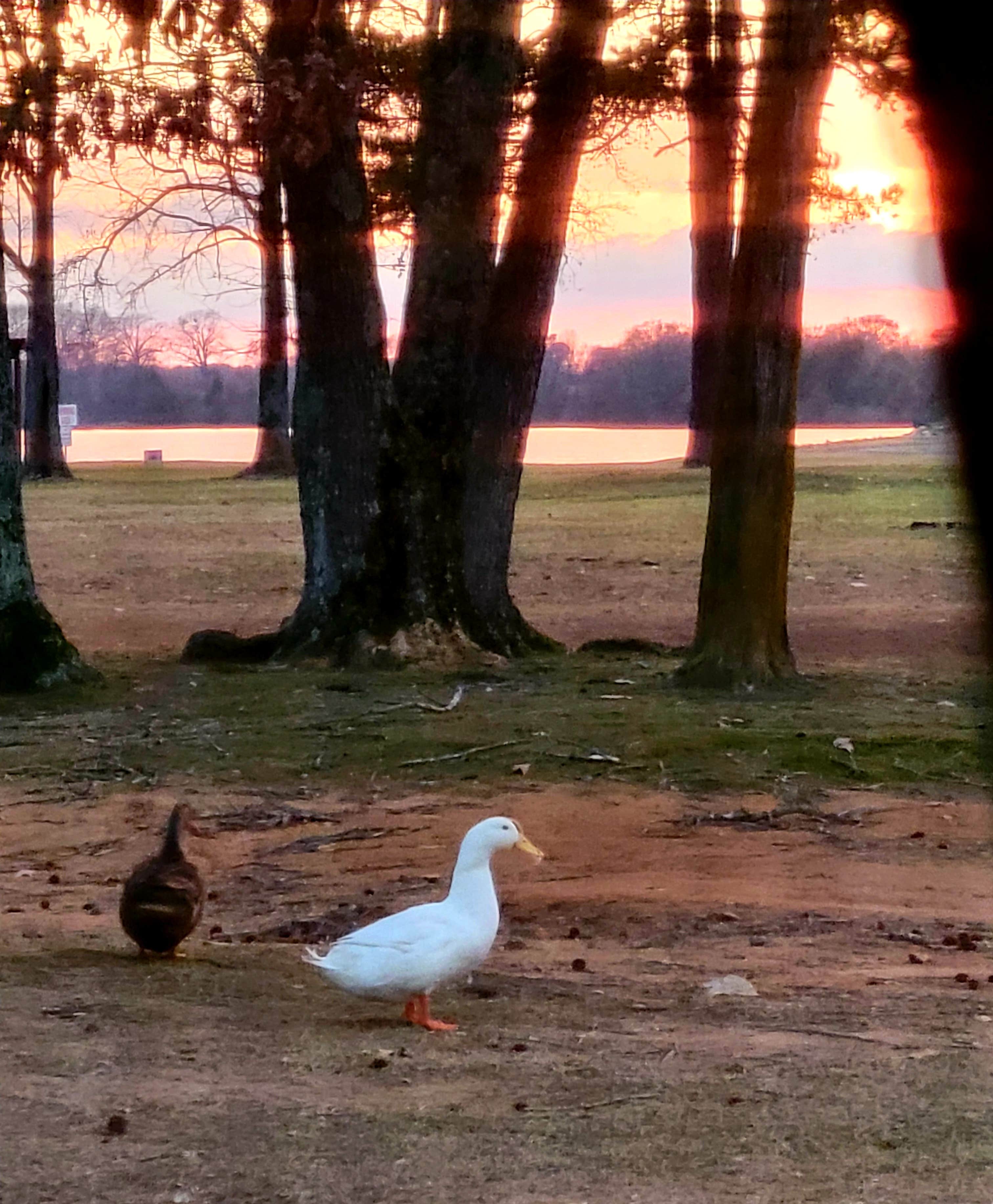 Camper-submitted photo at Public Ramp 1 Titus County Freshwater Supply District near Pittsburg, TX