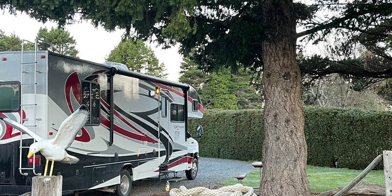 Camper submitted image from Camp Blanco RV Park