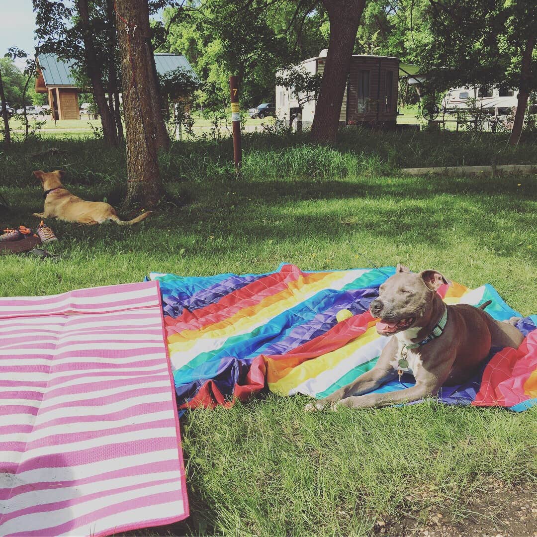 Jen H.'s photo of camping with pets at Oak Woods Campground — Lake Shetek State Park near Pipestone, MN