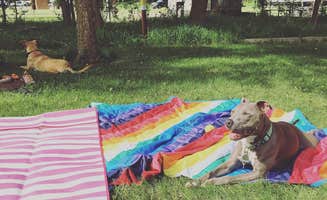 Jen H.'s photo of camping with pets at Oak Woods Campground — Lake Shetek State Park near Hardwick, MN
