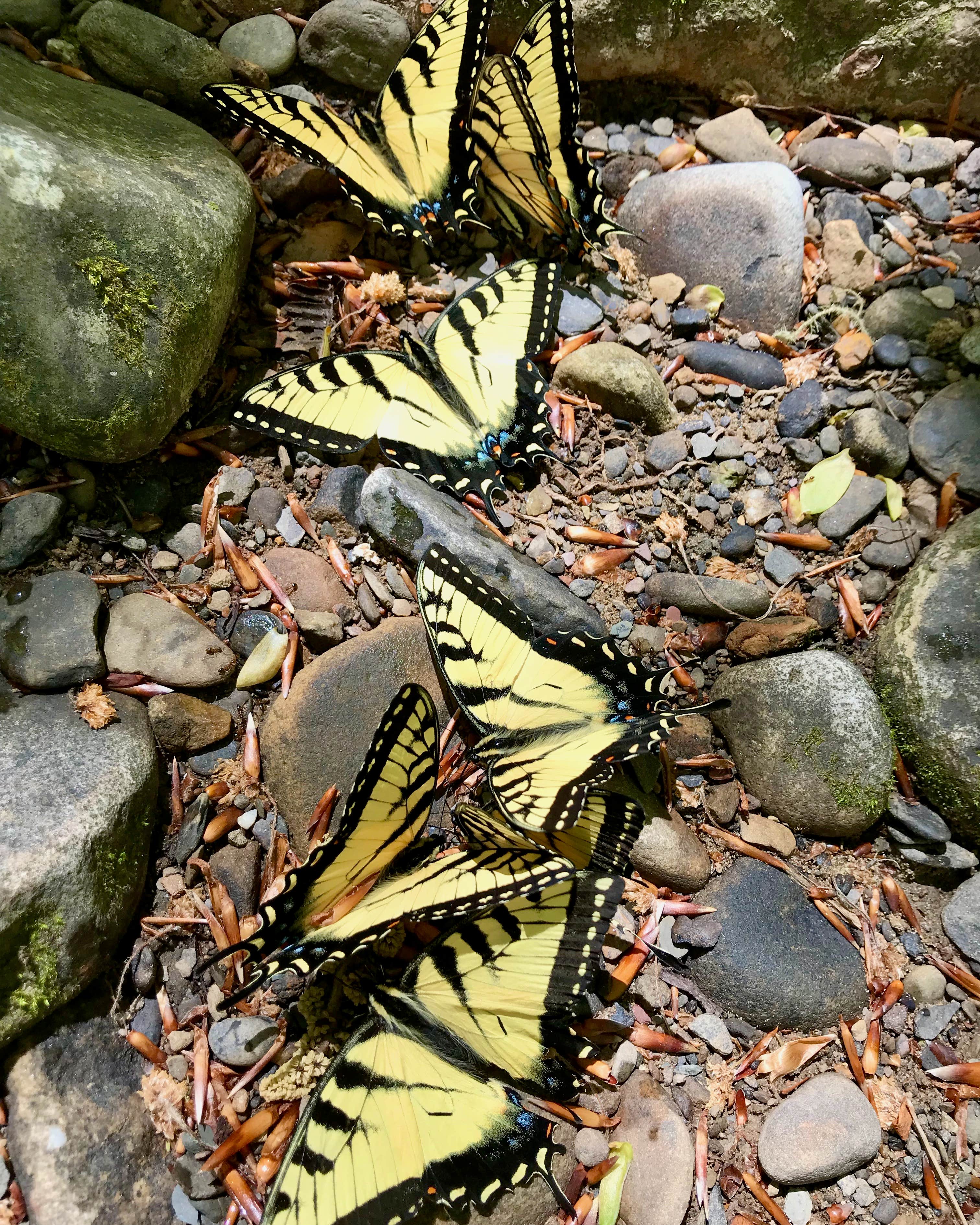 Camper-submitted photo at Greeter Falls Campground near Lookout Mountain, GA
