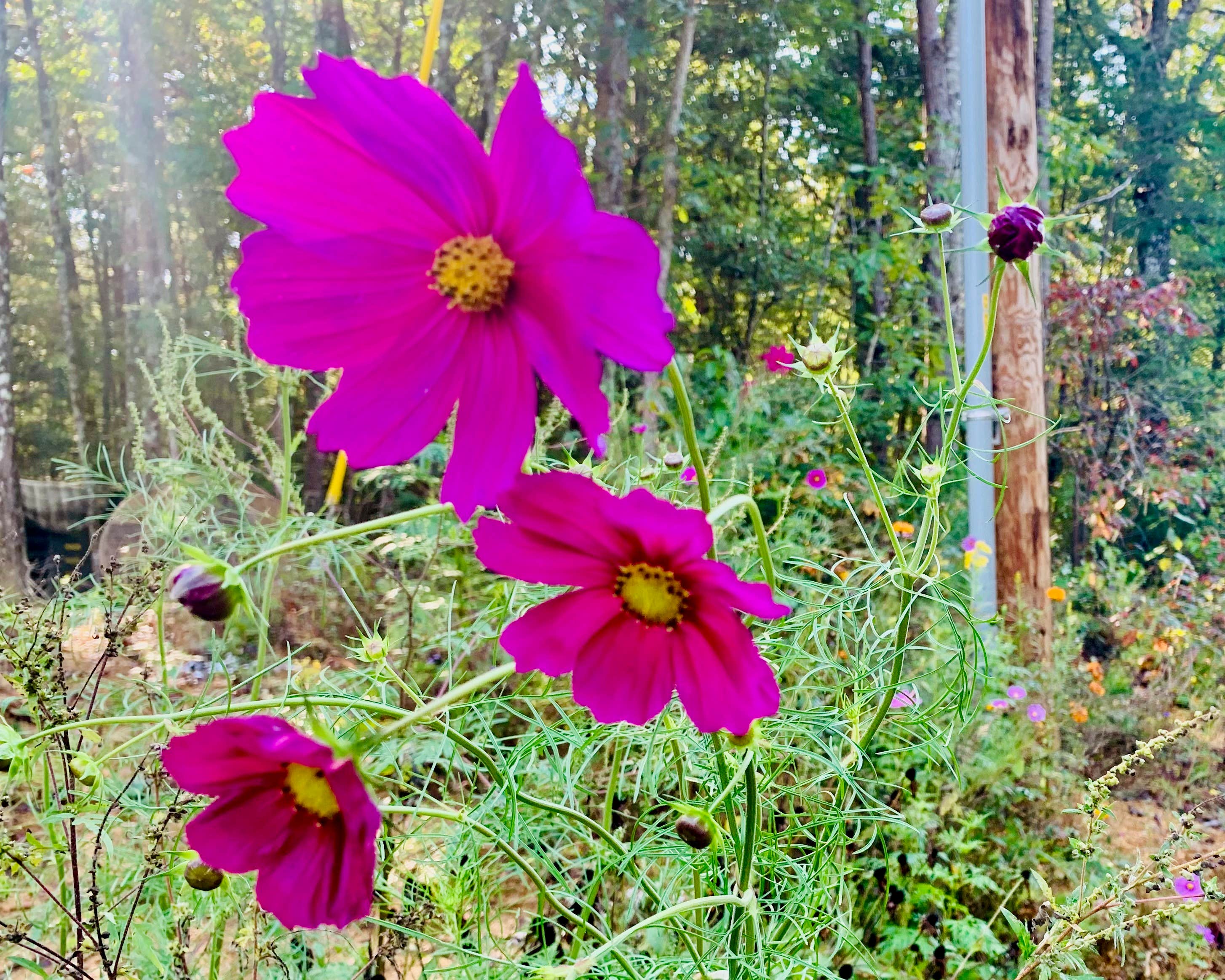 Camper-submitted photo at Greeter Falls Campground near Gruetli-Laager, TN