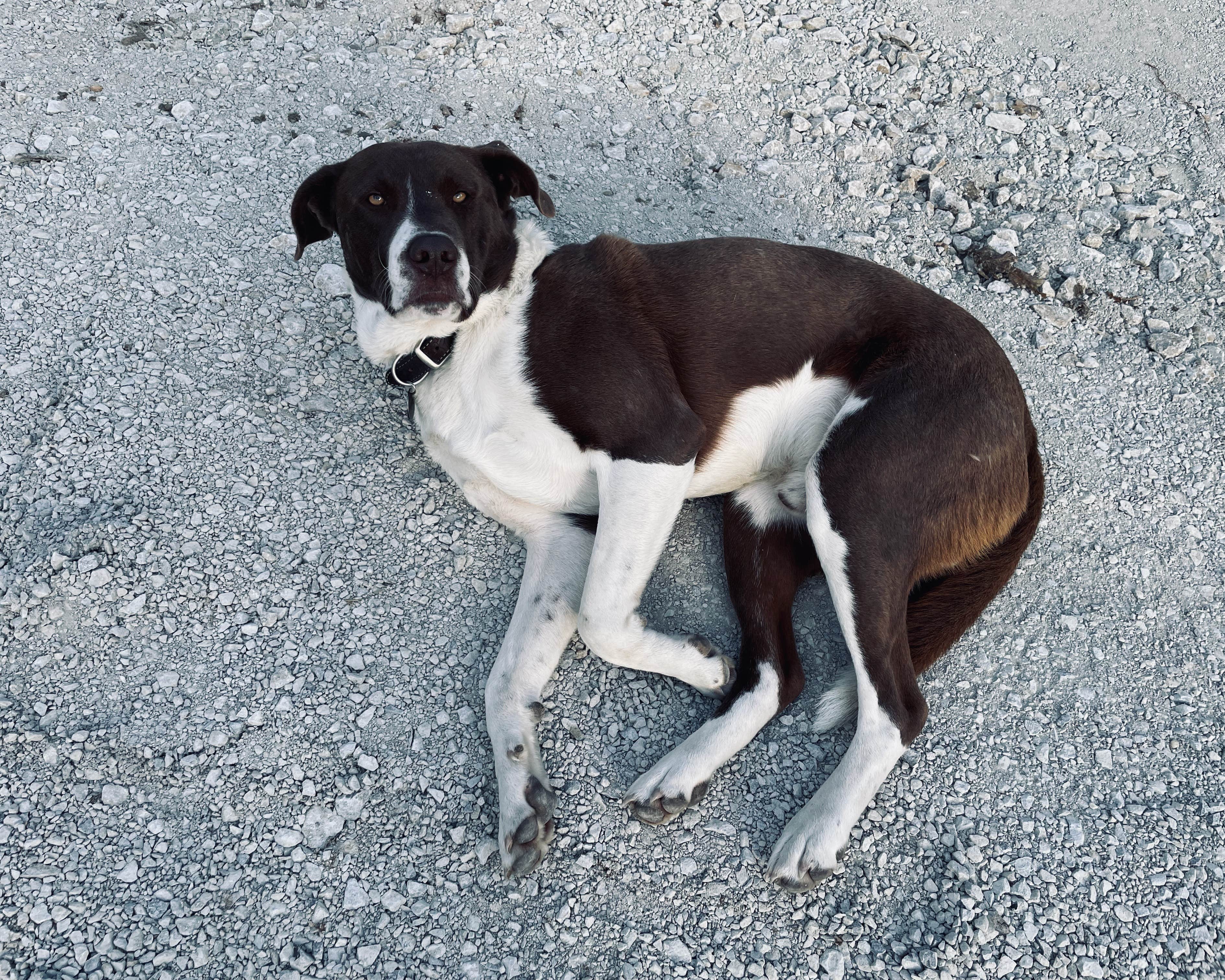 Robert T.'s photo of camping with pets at Greeter Falls Campground near Manchester, TN
