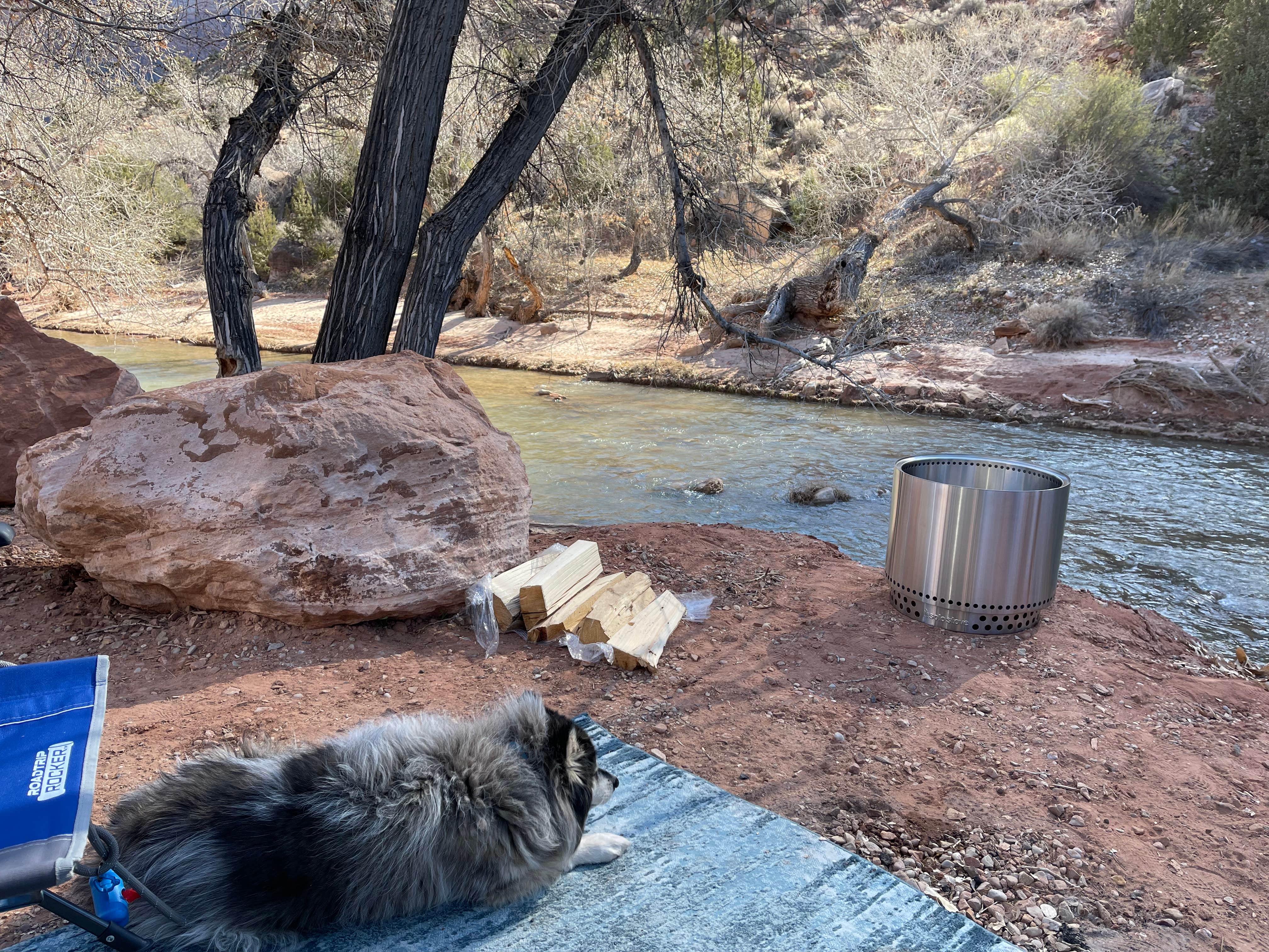 Valentina A.'s photo of camping with pets at Zion Canyon Campground in Utah
