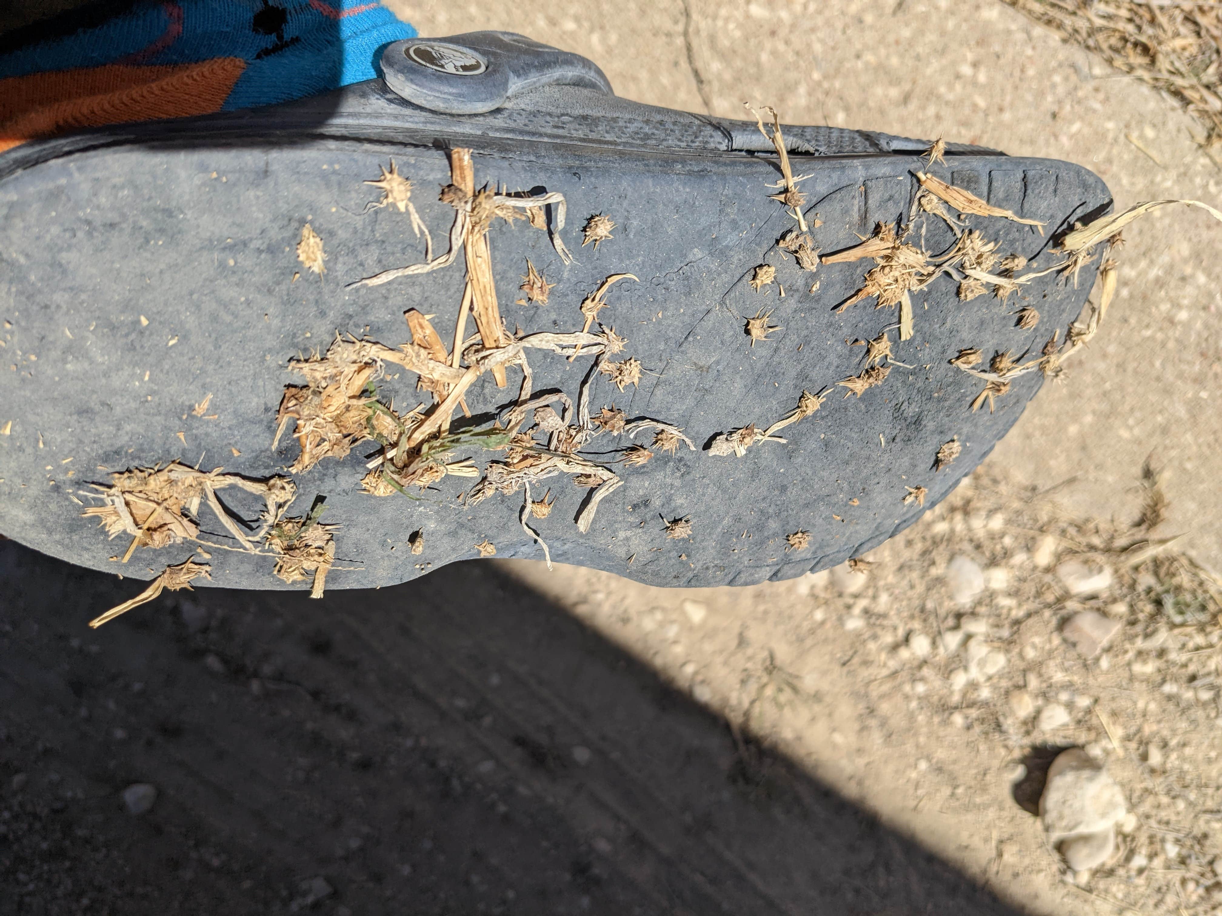 Camper-submitted photo at Circle Bar RV Park near Eldorado, TX