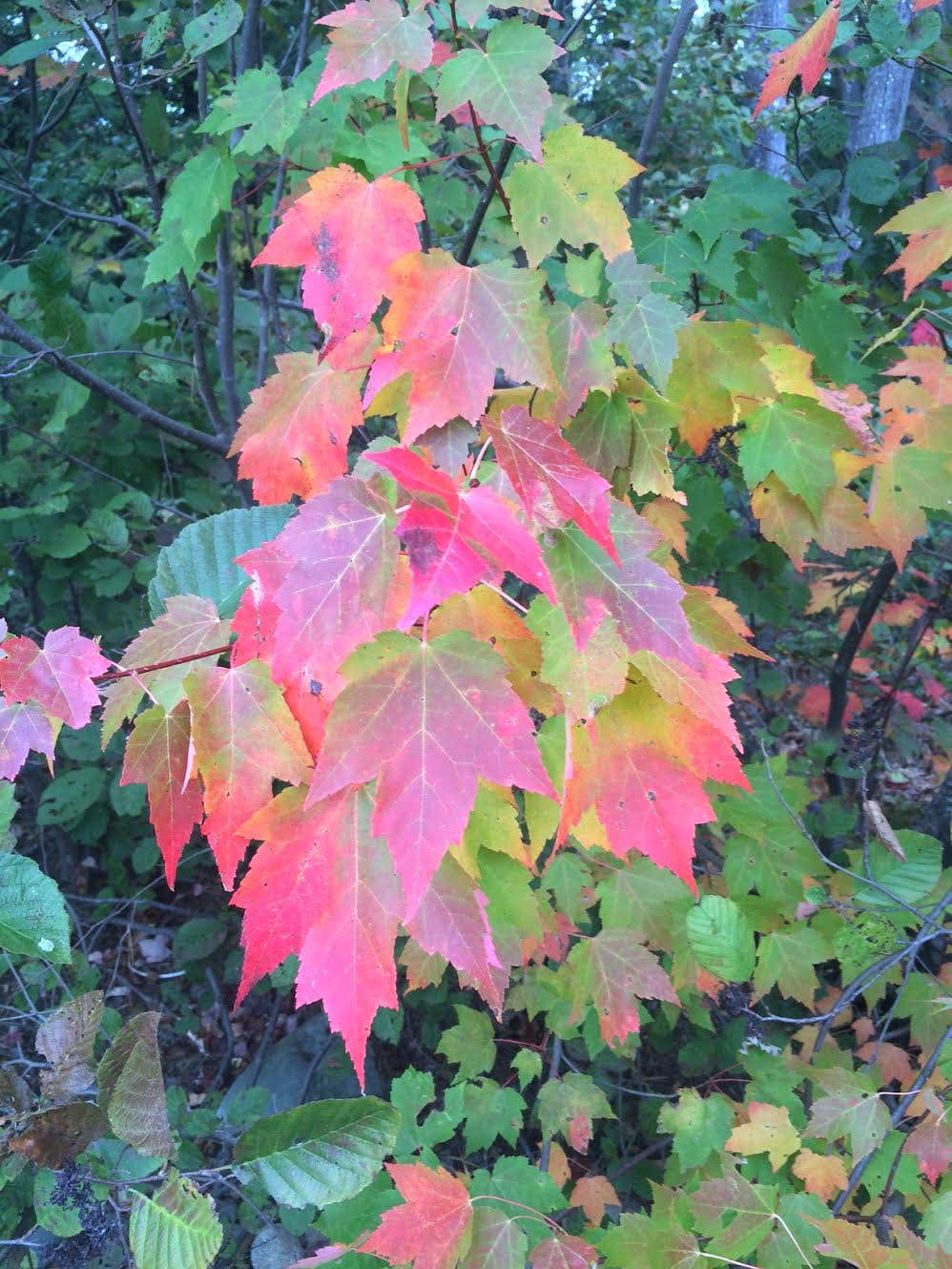 Camper-submitted photo at Bradbury Mountain State Park Campground near Cumberland Center, ME