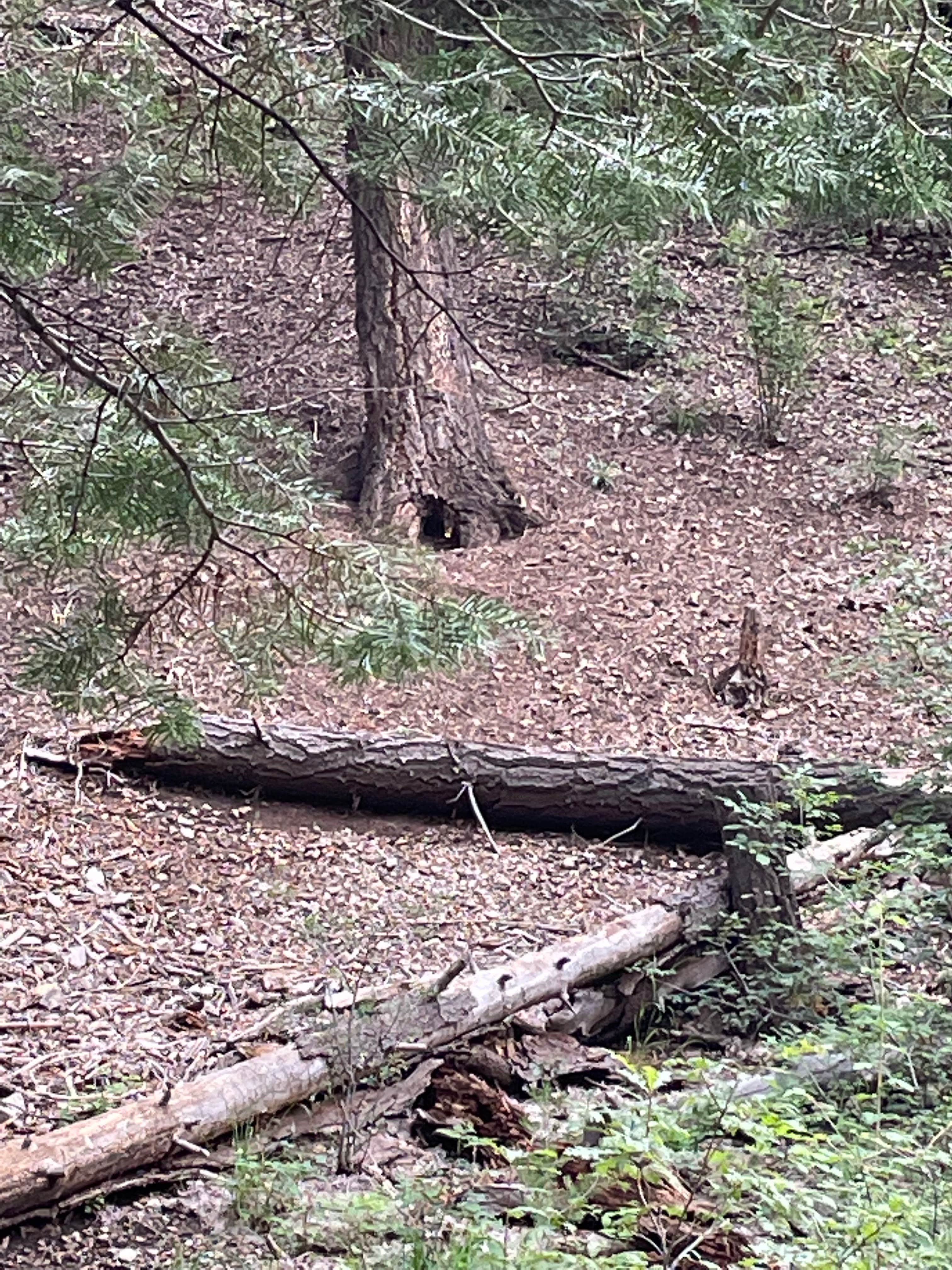 Camper-submitted photo at Lower Karr Canyon Campground near Lincoln National Forest