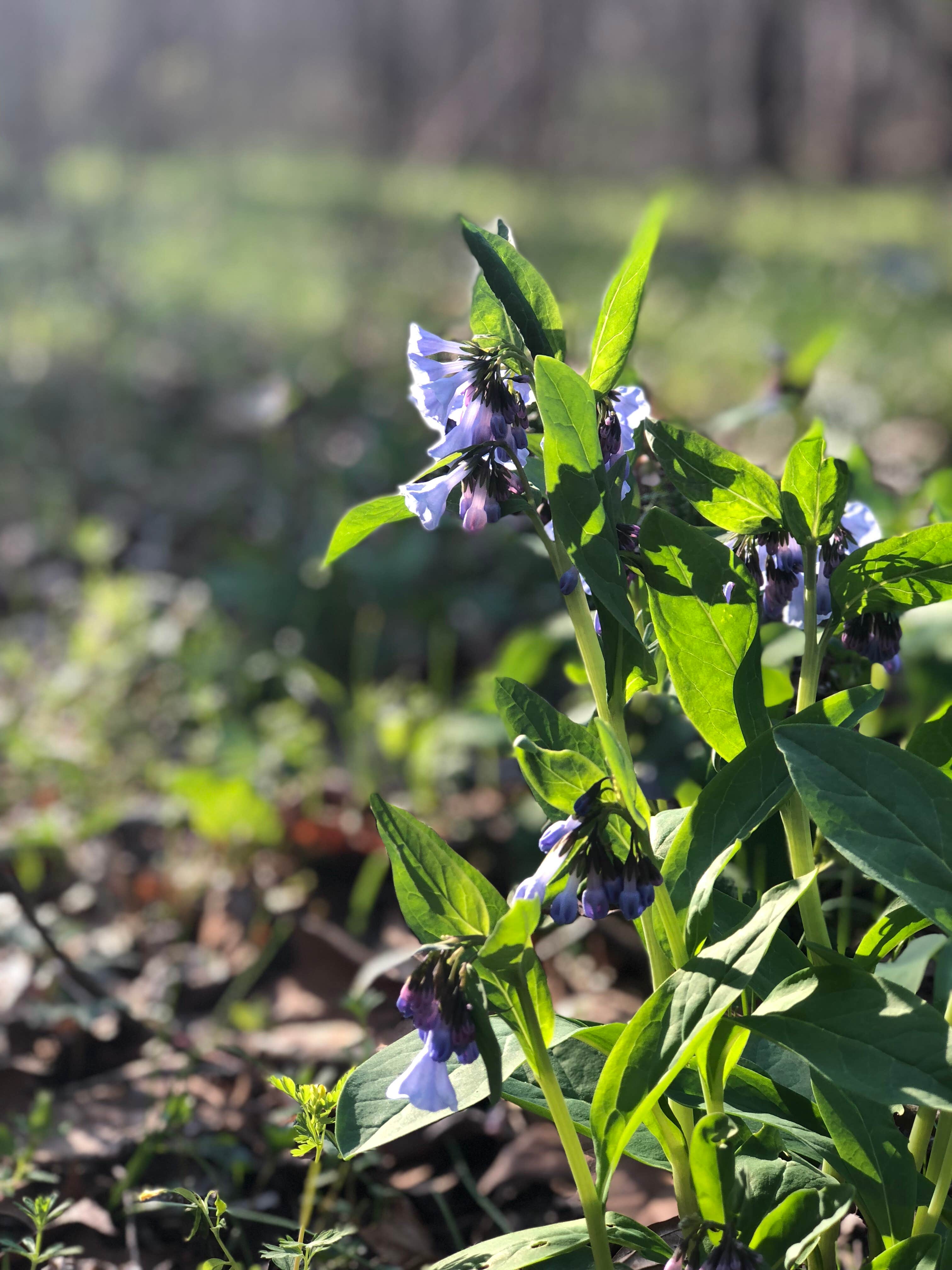 Camper-submitted photo at Dry Fork Recreation Area near Kingdom City, MO