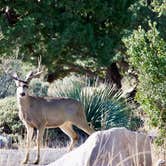 Review photo of Aguirre Spring Recreation Area and Campground by Taylor S., March 17, 2022