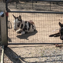 friendly donkeys enjoying the sun