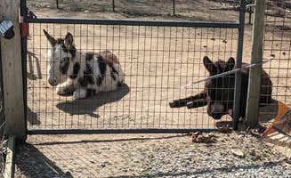 bruce R.'s photo of camping with pets at my friends farm in Maryland