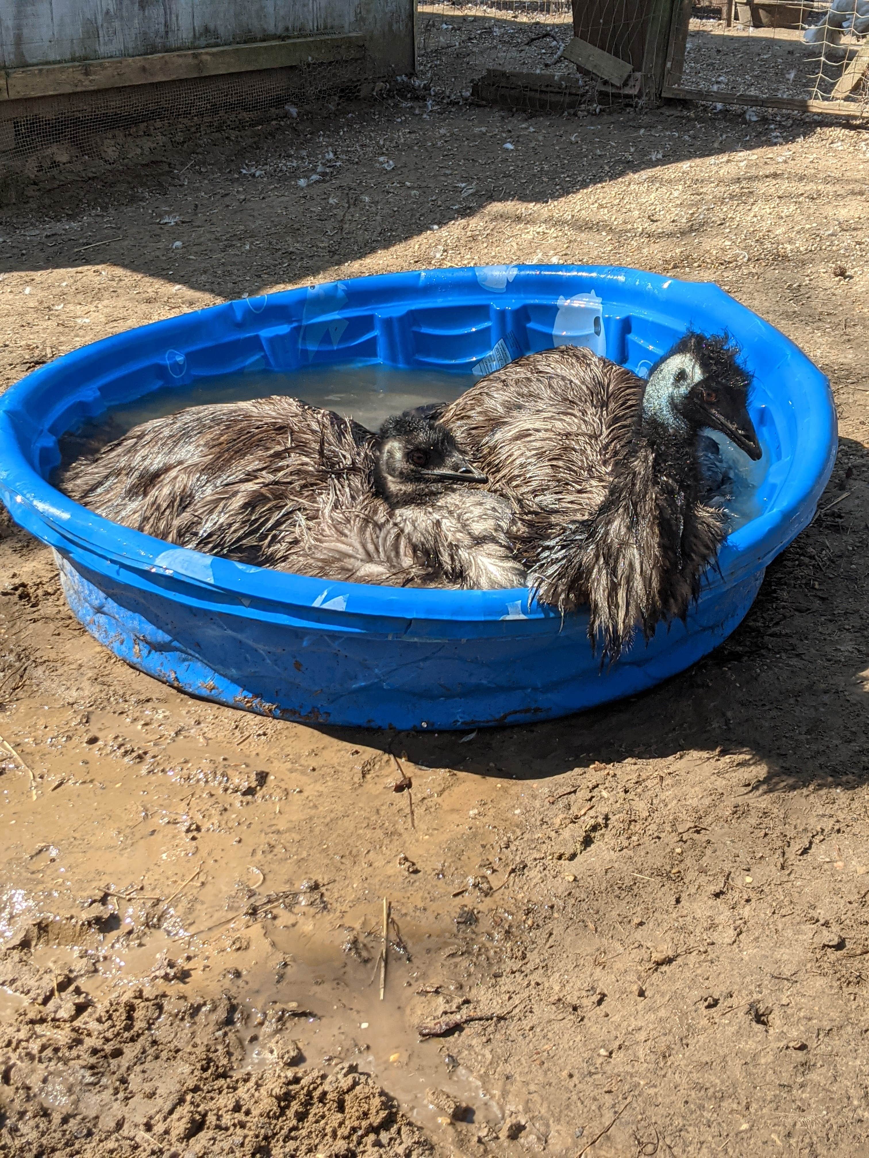 Camper-submitted photo at my friends farm near Holton, KS