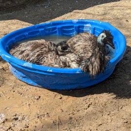 the emu loving their bath!