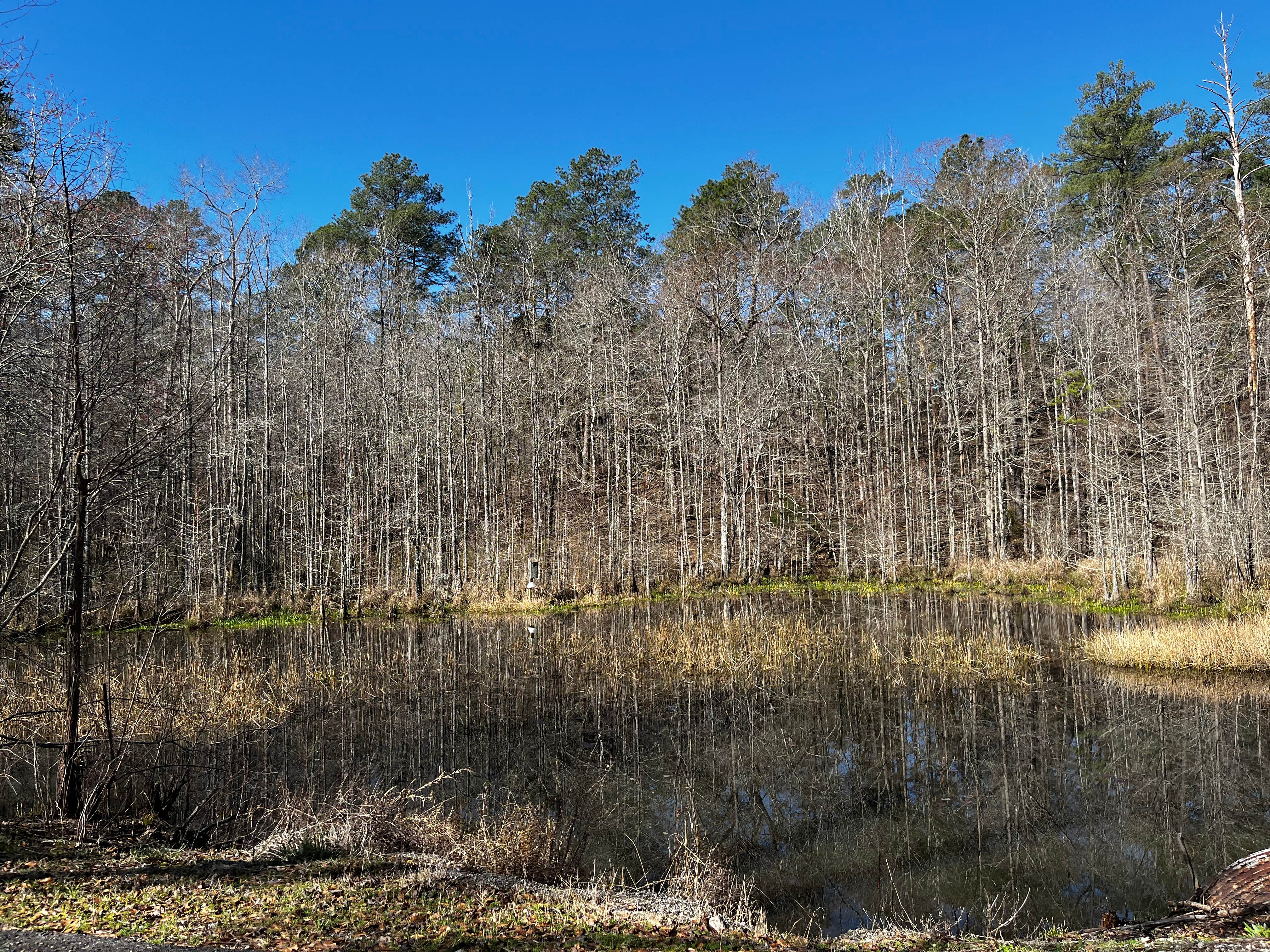 Camper-submitted photo at Payne Lake West Side near Marion Junction, AL
