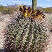 Review photo of Twin Peaks Campground - Organ Pipe Cactus Nat Monument by Larry E., March 18, 2022
