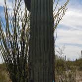 Review photo of Twin Peaks Campground — Organ Pipe Cactus National Monument by Larry E., March 18, 2022