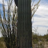 Review photo of Twin Peaks Campground - Organ Pipe Cactus Nat Monument by Larry E., March 18, 2022