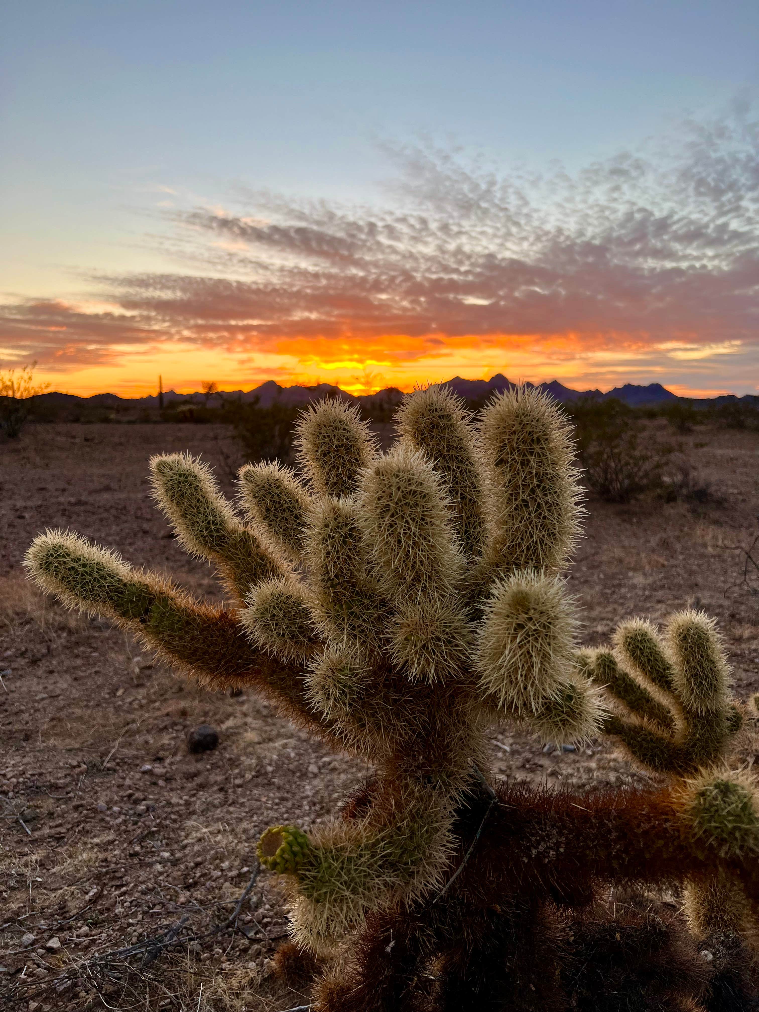 Camper submitted image from KOFA National Wildlife Refuge - King Valley Road - 4